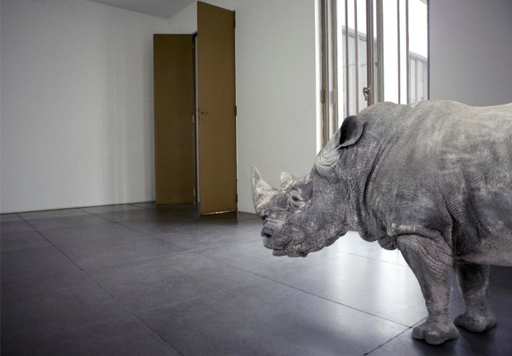 Borjana Ventzislavova - There Is No Rhino In This Room (2012)