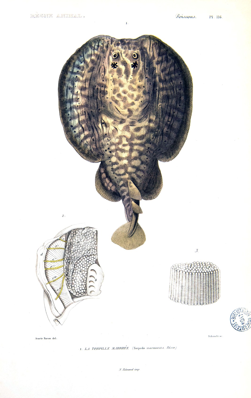 Animaux-électriques-8