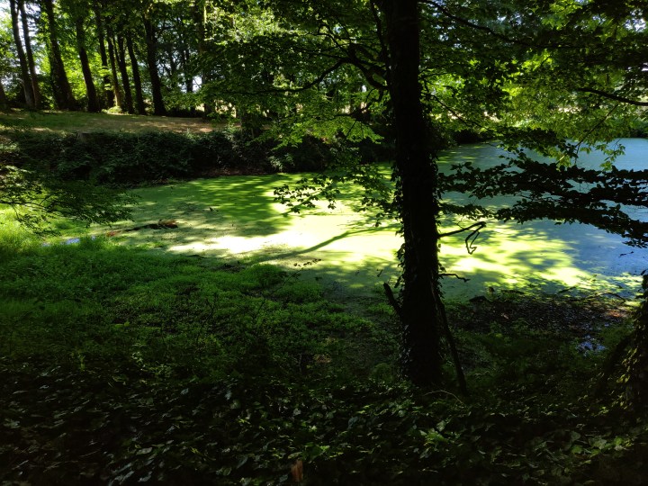 IMG_20180805_131921.jpg