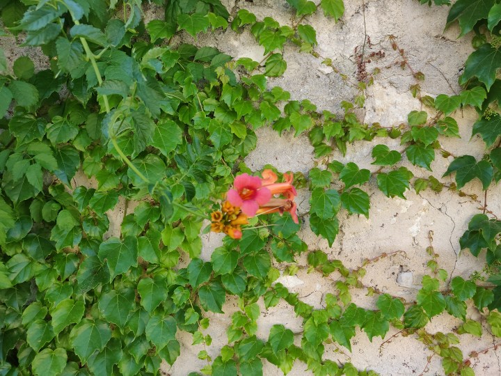 IMG_20190705_102251.jpg