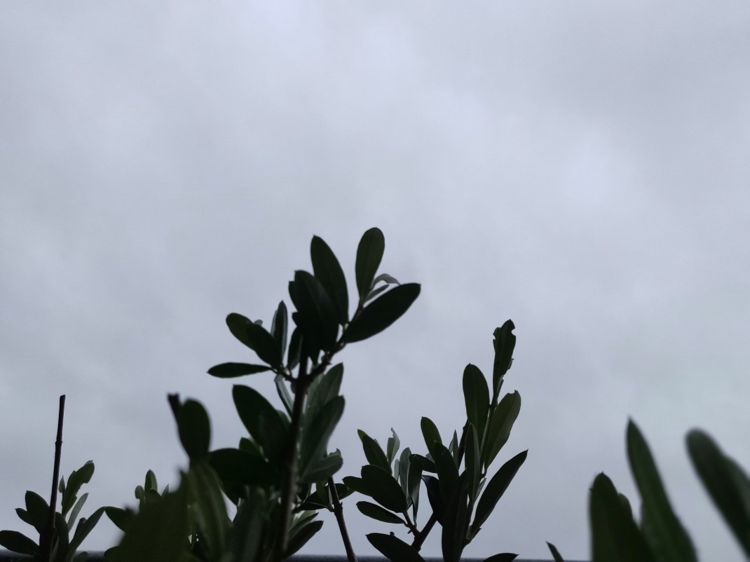 IMG_20200419_134138_Bokeh