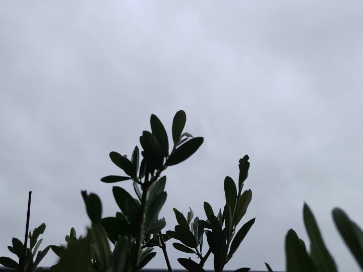 IMG_20200419_134138_Bokeh
